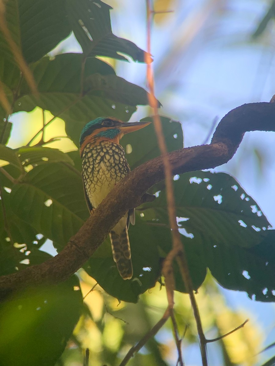 Spotted Kingfisher - ML420324161