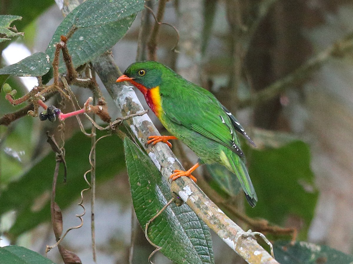 Scarlet-breasted Fruiteater - Pipreola Frontalis - Birds Of The World