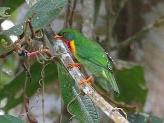  - Scarlet-breasted Fruiteater (frontalis)