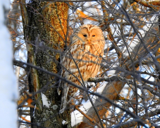 Lateral view (subspecies <em class="SciName notranslate">uralensis</em>). - Ural Owl - 