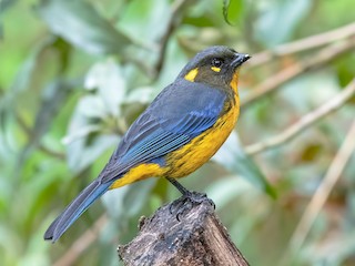  - Lacrimose Mountain Tanager