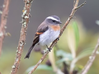  - Rufous-breasted Chat-Tyrant