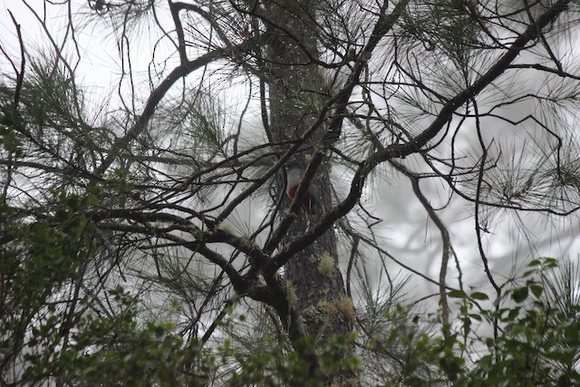 Bird perched on pine tree; Pedernales, Dominican Republic. - Hispaniolan Trogon - 