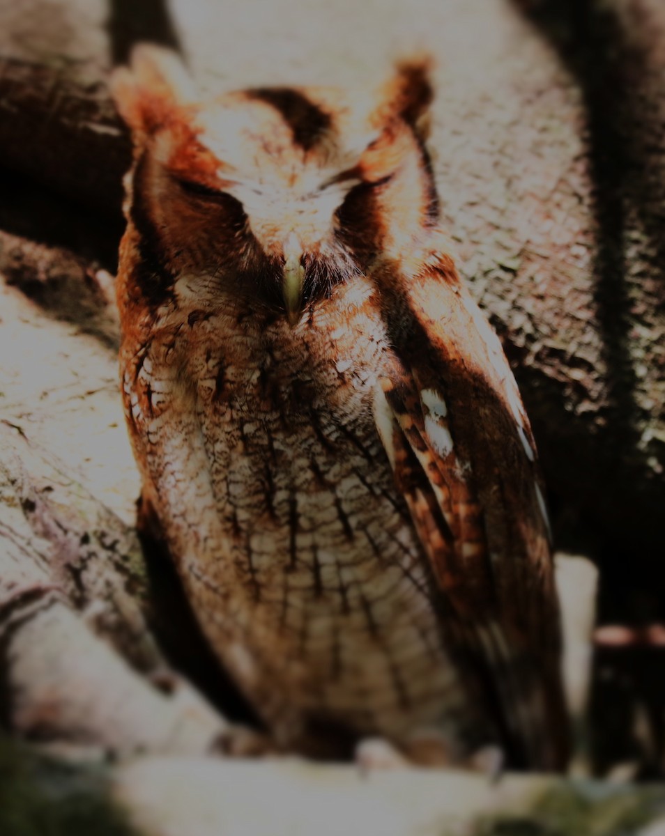 Tropical Screech-Owl - Paul Morf