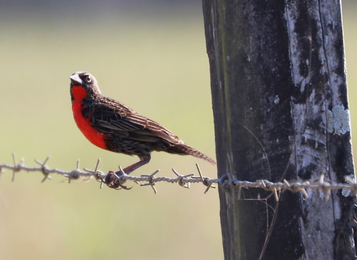 Red-breasted Meadowlark - ML420341871