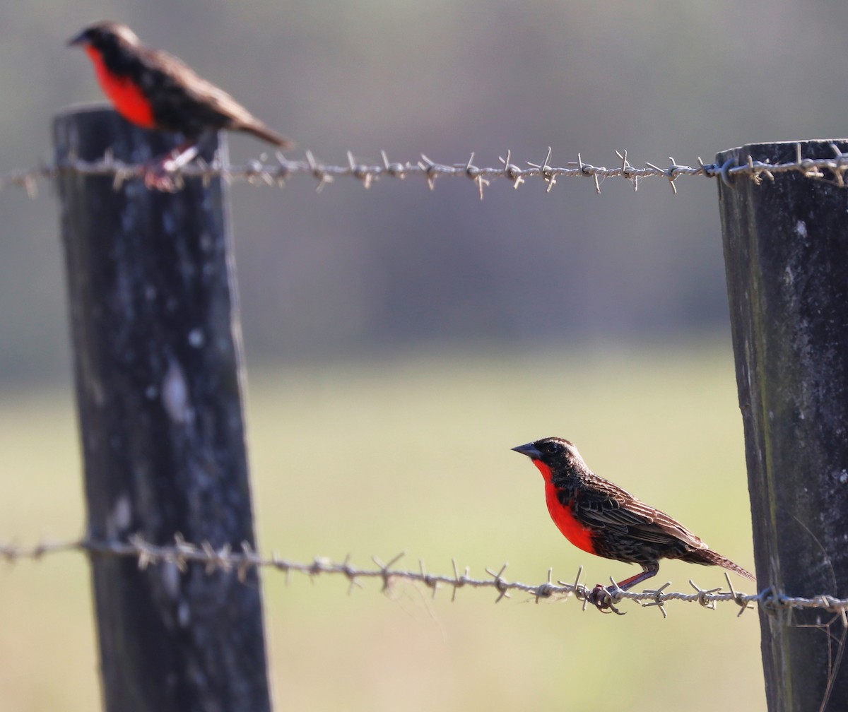 Red-breasted Meadowlark - Paul Morf