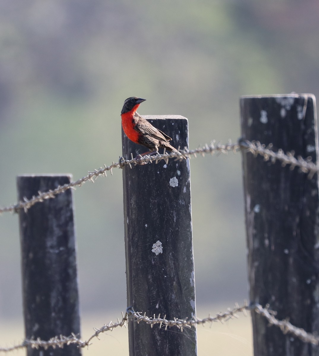 Red-breasted Meadowlark - Paul Morf