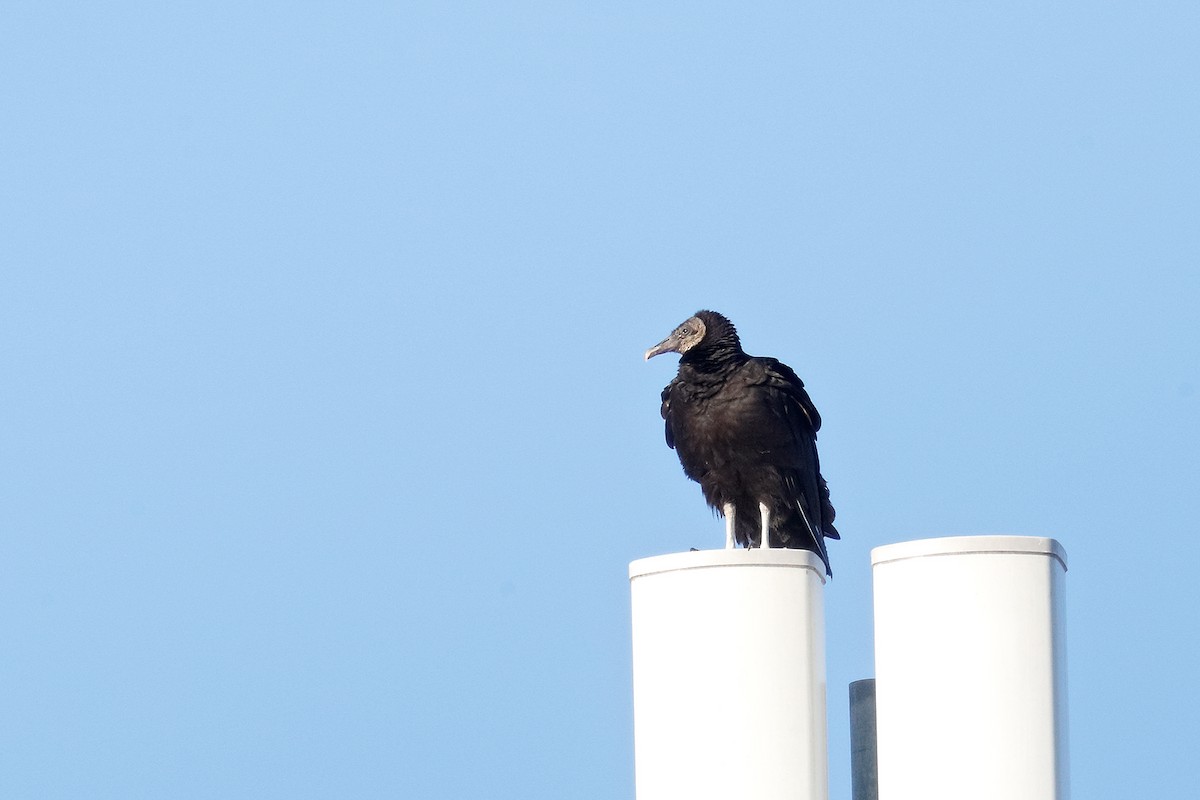 Black Vulture - ML420342341