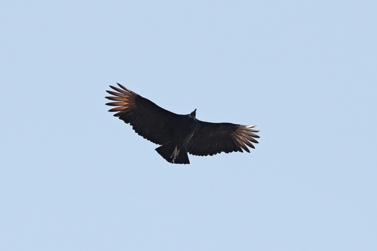 Black Vulture - Geoff Malosh