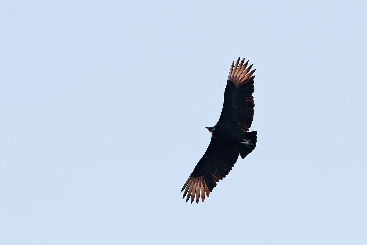 Black Vulture - ML420342421