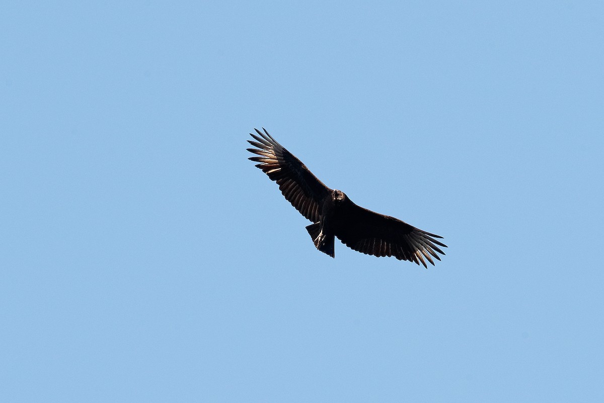 Black Vulture - ML420342481