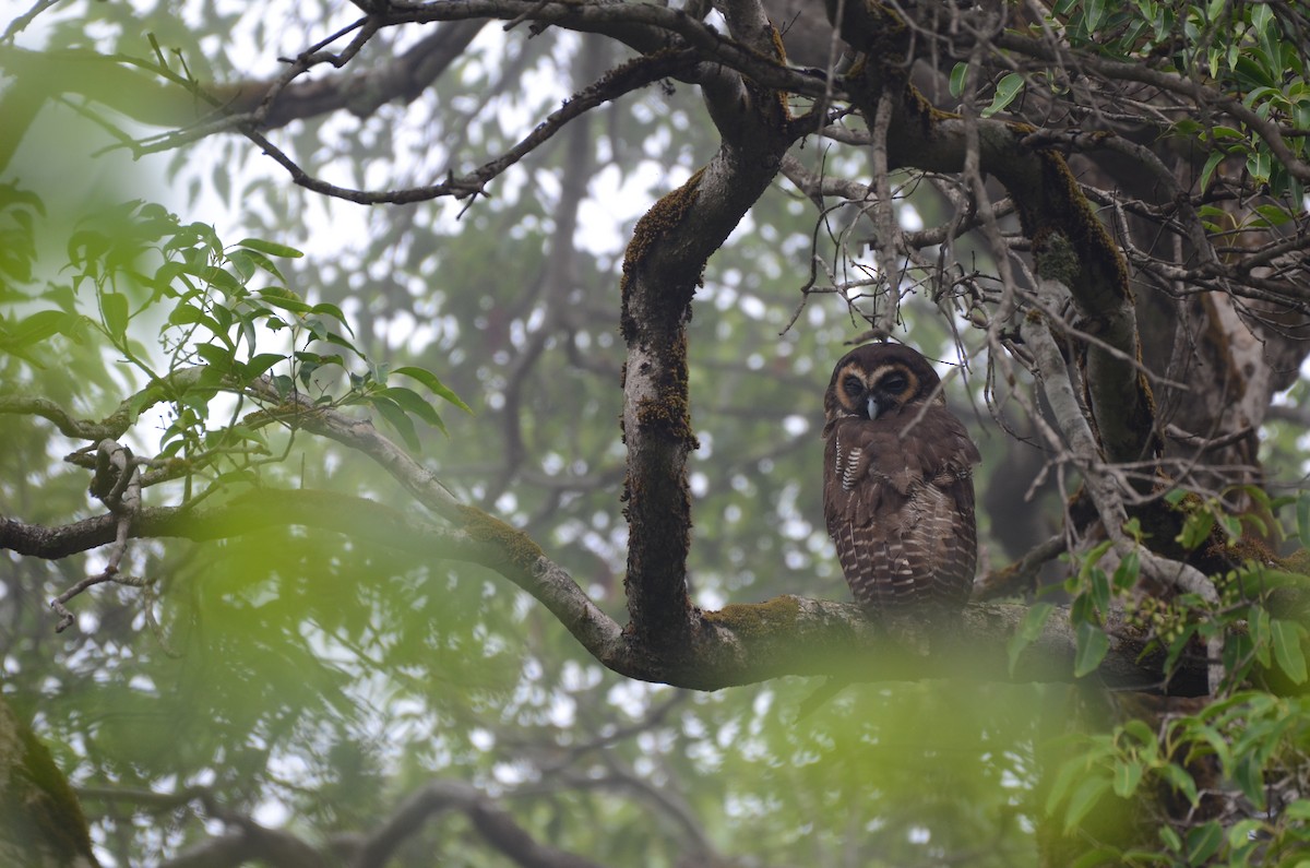 Brown Wood-Owl - Pratiksha Kothule