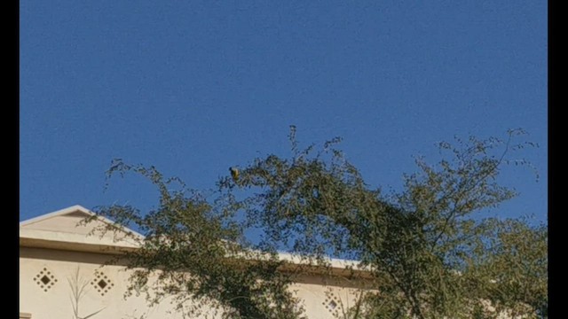 Сенегальский попугай - ML420351891