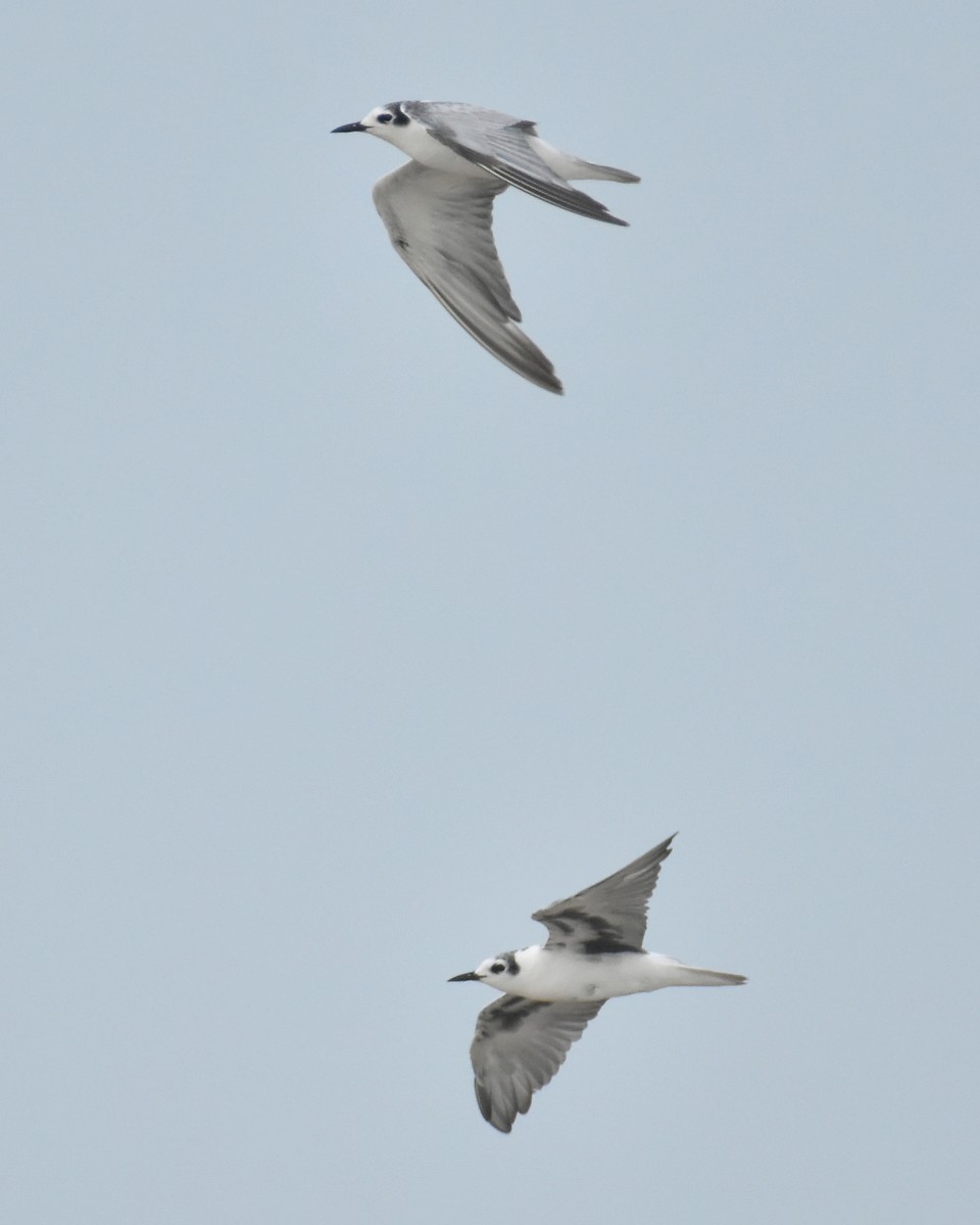 White-winged Tern - ML420364901