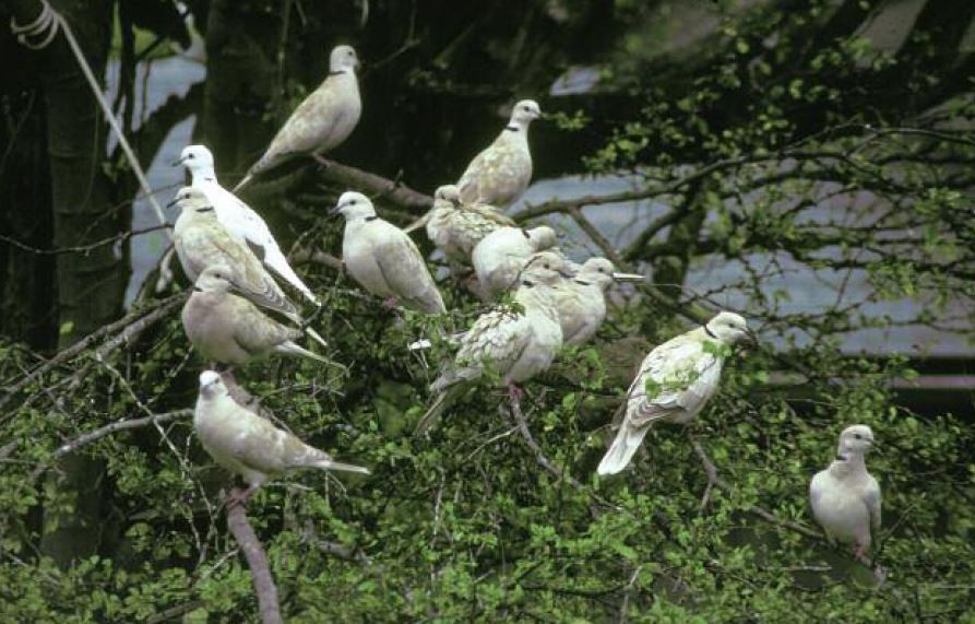 African Collared-Dove - Bill Pranty