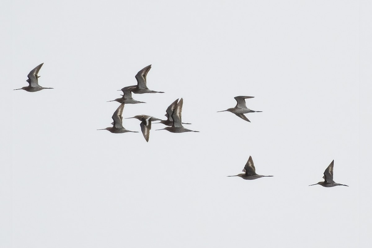 Black-tailed Godwit - Göktuğ  Güzelbey