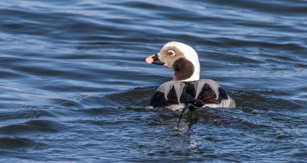 Long-tailed Duck - ML420377531