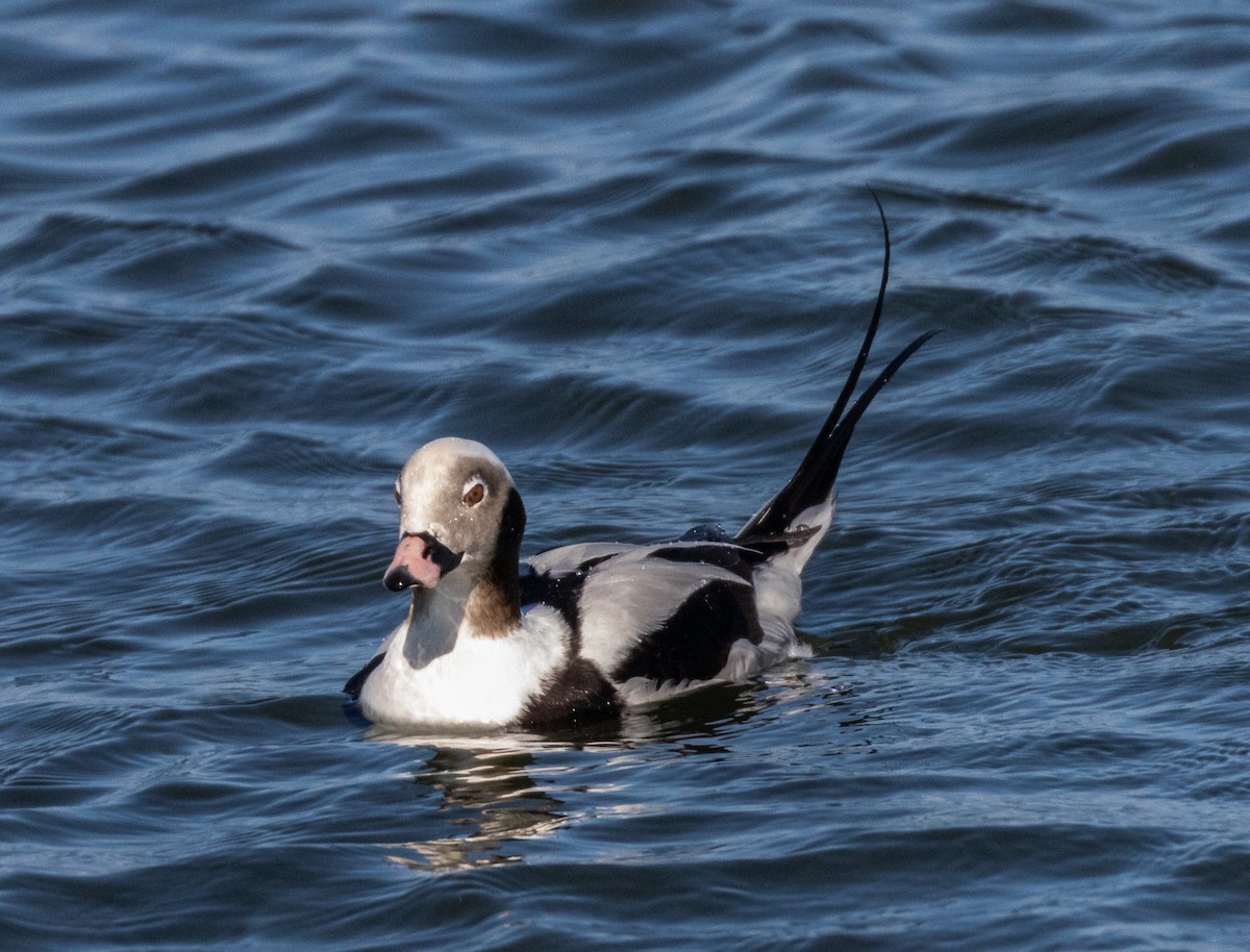 Long-tailed Duck - ML420377541