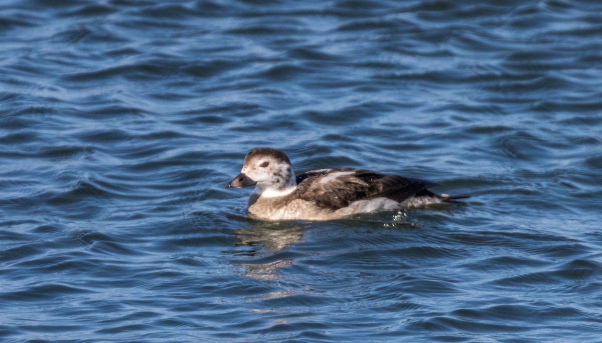 Long-tailed Duck - ML420377551