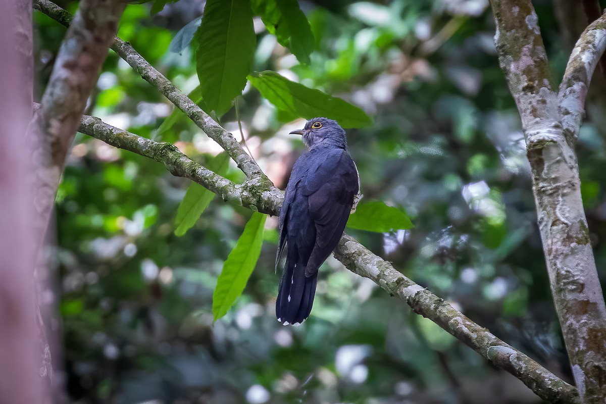 Red-chested Cuckoo - ML420382051