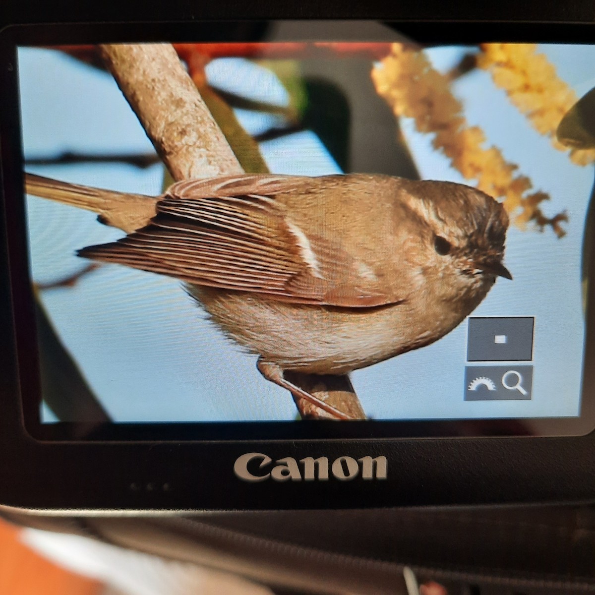 Hume's Warbler - ML420382931