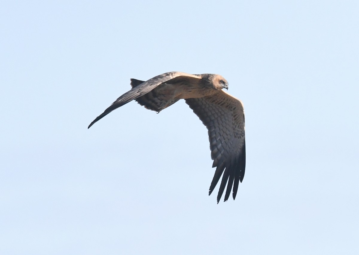 Spotted Harrier - William Cormack