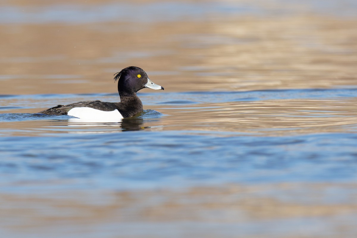 Tufted Duck - Vincent Wang