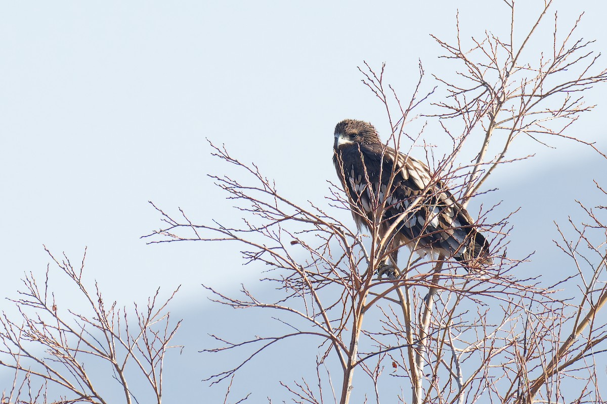 Greater Spotted Eagle - ML420386511