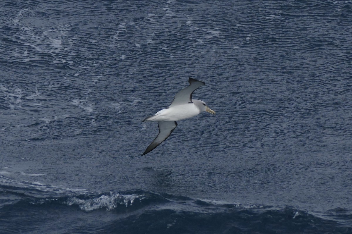 Salvin's Albatross - Peter Kaestner