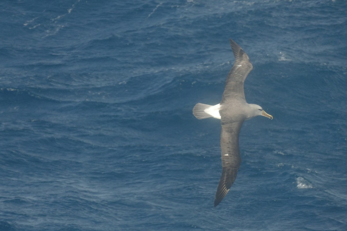 Salvin's Albatross - Peter Kaestner