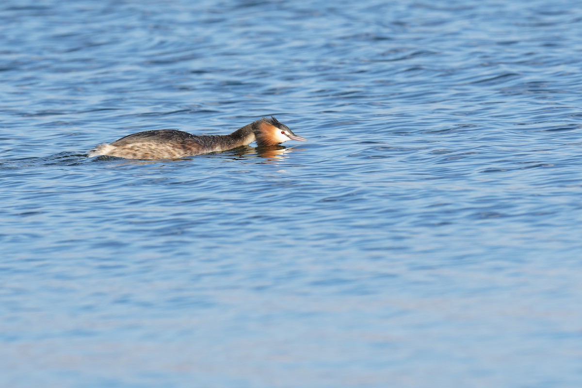 Great Crested Grebe - ML420388581