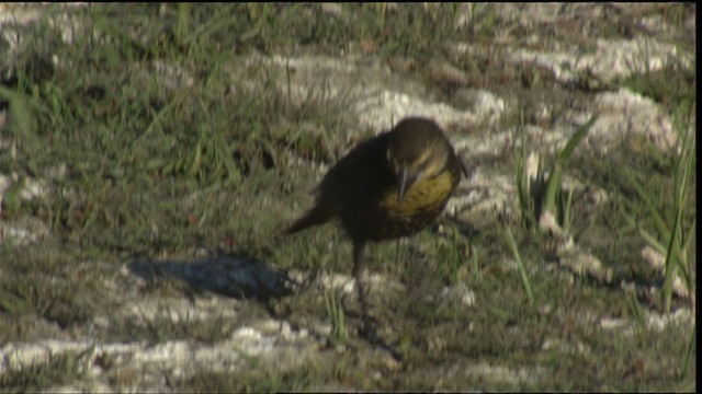 Yellow-headed Blackbird - ML420398