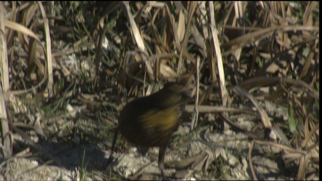 Yellow-headed Blackbird - ML420400
