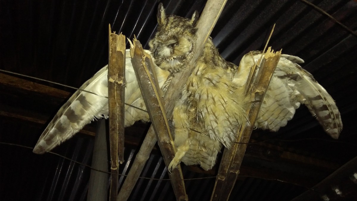 Long-eared Owl - Chintan Sheth