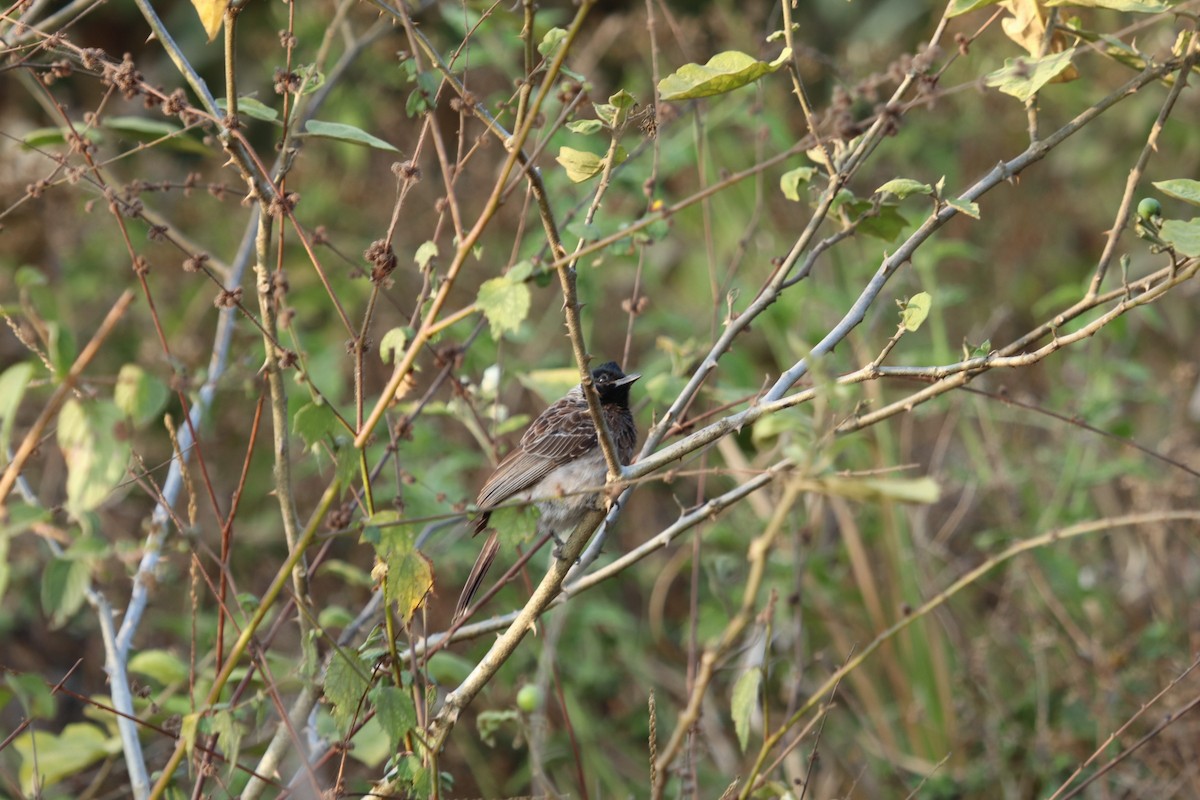 Red-vented Bulbul - ML420401551