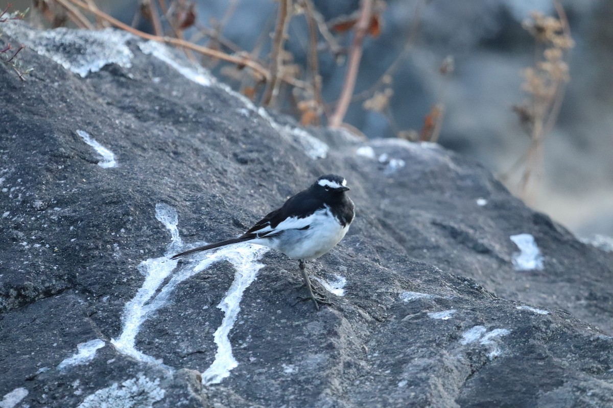 White-browed Wagtail - ML420403471