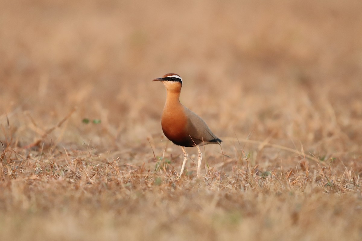 Indian Courser - ML420415421