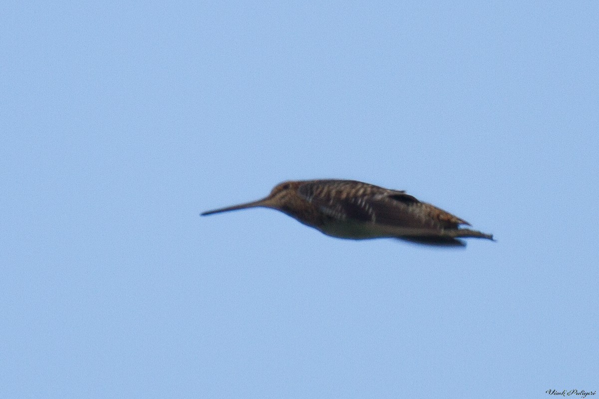 Pin-tailed Snipe - Anonymous