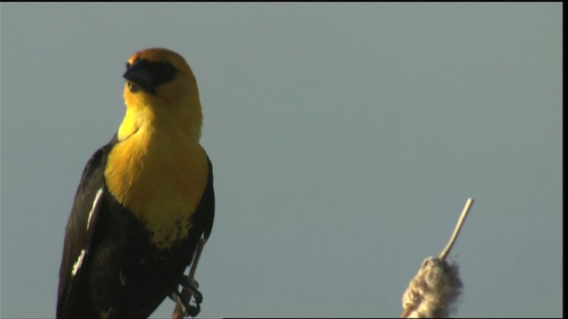 Yellow-headed Blackbird - ML420423