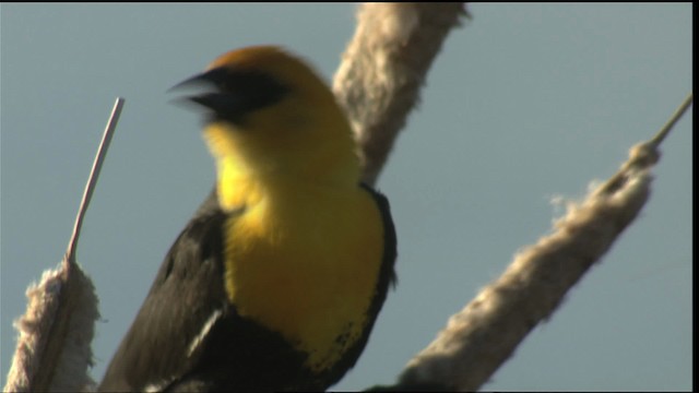 Yellow-headed Blackbird - ML420424