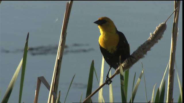 Yellow-headed Blackbird - ML420426