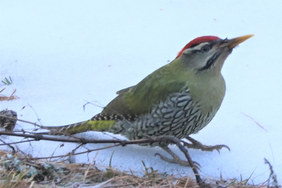 Scaly-bellied Woodpecker - Krishna Prasad Ramanand