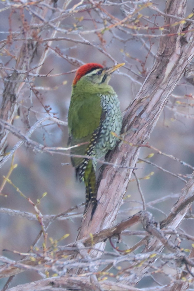 Scaly-bellied Woodpecker - Krishna Prasad Ramanand