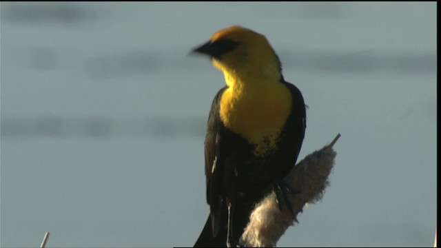 Yellow-headed Blackbird - ML420428