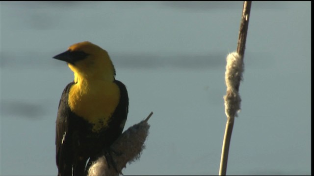 Yellow-headed Blackbird - ML420430