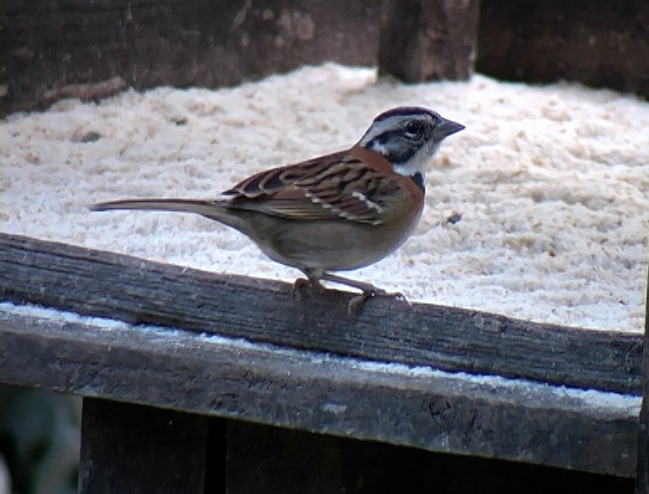 Rufous-collared Sparrow (Rufous-collared) - ML420430211