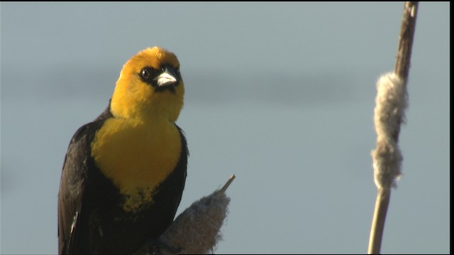 Yellow-headed Blackbird - ML420431