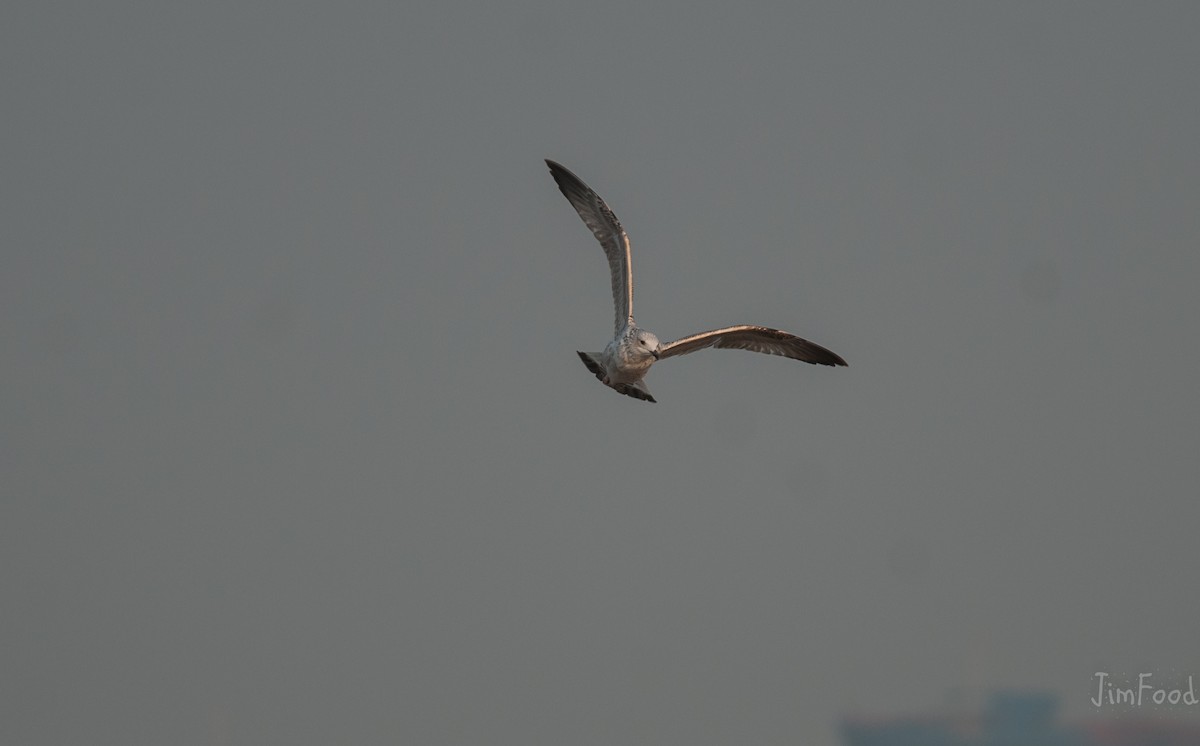 Herring Gull (Mongolian) - ML42043181