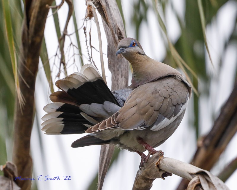 White-winged Dove - Marvin Smith