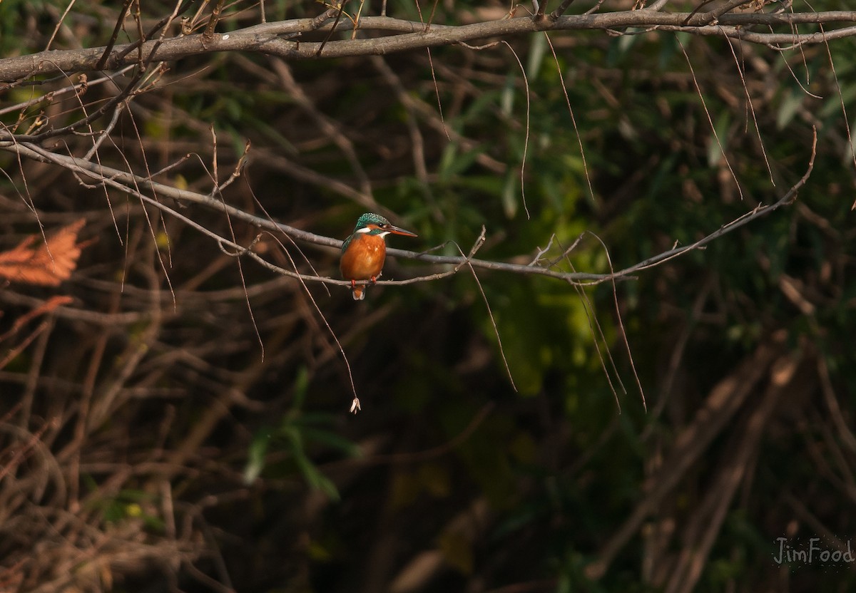 Common Kingfisher - ML42043401